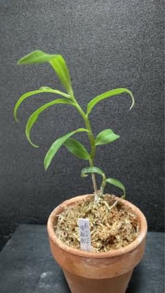 キバナノセツコク素心(曙斑縞)のサムネイル