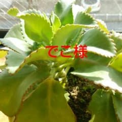 お客さま専用出品!!のサムネイル