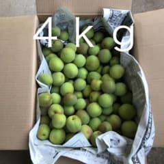 梅　無農薬　４ｋｇ　　　　　　➁のサムネイル