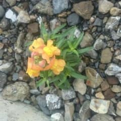 ぷーこ様 専用のサムネイル