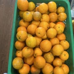 奄美大島のタンカンですのサムネイル