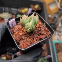 ハオルチア ダビディ 抜き苗 ブラックオブツーサのカキコ付き宛先匿名配送のサムネイル