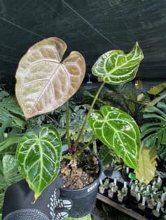 L28アンスリウム ミナハサ 送料込み - メルカリ