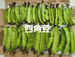四角豆のサムネイル