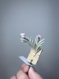 Tillandsia capillaris HR7101のサムネイル