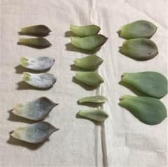 人気種 葉っぱセットのサムネイル
