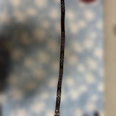 スタッズ付きレザーベルト ダークブラウンのサムネイル