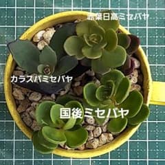 国後ミセバヤ カラスバミセバヤ 赤葉日高ミセバヤ カット苗 多肉植物