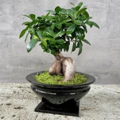 幹極太 多幸の木 ガジュマル 天然苔仕立て 陶器鉢 植え込み発送 - メルカリ