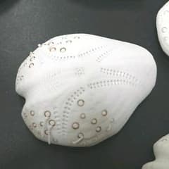 ヒラタブンブク 11個 標本やインテリア ウニ殻のサムネイル