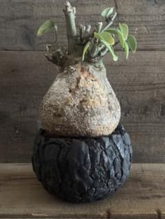 激渋株】 Adenia spinosa アデニアスピノーサ 現地球 塊根植物 - メルカリ
