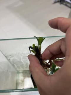 Bidayuha Crassispatha Kalimantan Barat子株 - メルカリ