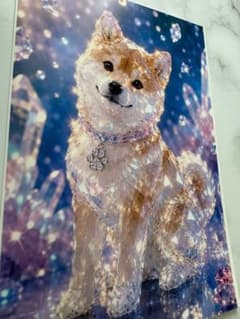시바 개, 콩 시바 고광택 투명 씰