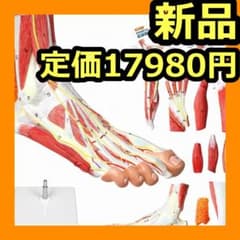 足部解剖模型 軟部組織付き 人体模型 足関節 10パーツ 等身大 足骨模型