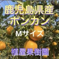 （鹿児島県産）かな①ハウス栽培タンカン 4〜4.5kいちき串木野市産 鹿児島県産）ハウス栽培 タンカンMサイズ4〜4.5k いちき串木野市産