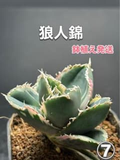 アガベ チタノタ 狼人錦 鉢植え発送‼️ ⑦ - メルカリ
