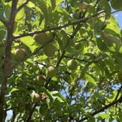 甲州小梅、㎏只今対応可能！のサムネイル