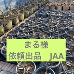 まる様　依頼出品　いちじく苗木　Jamal Al Asfarのサムネイル