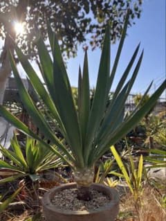 ユッカグロリオサ 極太美株 - メルカリ