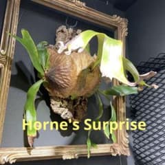 ビカクシダ　ボーンズサプライズ　大株コルク板付け ビカクシダ ボーンズサプライズ 大株コルク板付け - メルカリ