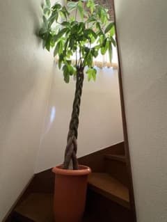 パキラ 編み込み 観葉植物のサムネイル