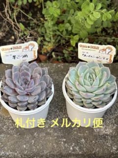 farmPALKさん苗 命名株　 クレムシャンティと墨こつめ 　札付き 新作 farmPALKさん苗 命名株 クレムシャンティ 墨こつめ 札付き 多肉