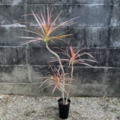 ドラセナ　レインボー　観葉植物のサムネイル