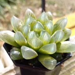 多肉植物　ハオルチア　天津オブhybのサムネイル
