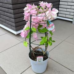 希少品種！ 花苗 ブーゲンビリア ブーゲンビレア サンパフェシリーズ