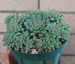 ピンクローサ リエールさん苗 抜き苗 多肉 - メルカリ