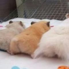 ひなさま専用♥のサムネイル