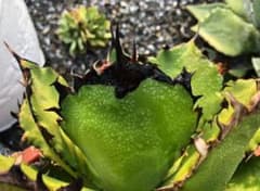 goodtaniku】アガベ チタノタ 台湾新種類 小鋼牙 発根済み