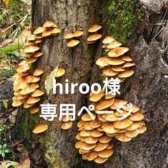 肉厚なめこ　（着払いクール便）のサムネイル