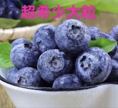 最高級採れた新鮮ブルーベリー 超希少大粒秀品激甘 本日新入荷 2点限定