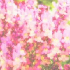 専用のサムネイル