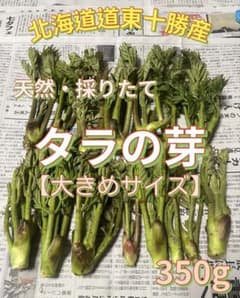 北海道道東十勝産天然タラの芽【大きめサイズ】350g＋a - メルカリ