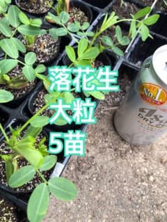 落花生 苗 ピーナッツ 発芽済み 5苗のサムネイル