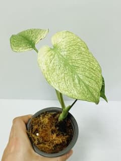 ☆白斑美株☆ モンステラ ホワイトモンスター 天津蘭 Monstera②