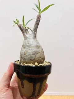 グラキリス YAMABACHI var. P&A ceramic ware グラキリス YAMABACHI var. P&A ceramicware発根済 - メルカリ