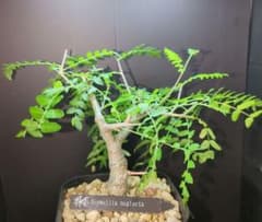 ボスウェリア ネグレクタ 塊根植物　コーデックス 塊根植物　コーデックス　多肉のサムネイル