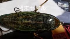 専用　アベンタクローラーのサムネイル