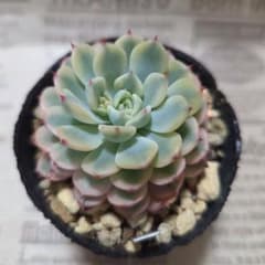 多肉植物 ブルーミニマ錦 (抜き苗) - メルカリ