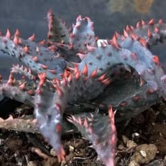 多肉植物 アロエ 苺怪獣(ロウルサンコさんラベル付き) - メルカリ