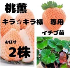 キラ☆キラ様　専用　桃薫　とうくん　苺　いちご　苗　お任せ　2株のサムネイル
