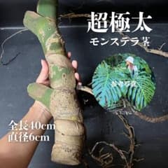 極太モンステラ 茎 40cm 親株写真あり - メルカリ