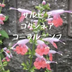 베니바나살비아 코쿠시네아 코랄 님프 [1묘] 허브 산호색의 요정