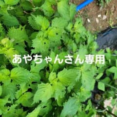 大葉（おおば）のサムネイル