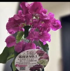 ブーゲンビリア 鉢植え 花変化します。20㎝4寸抜き苗、鉢代＋500円