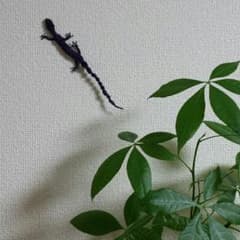 貫豆　亜見様専用　ヤモリのサムネイル