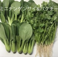 パクチー＆ミニチンゲンサイなどの注文専用ページ ミニ青梗菜とパクチーのセット - メルカリ